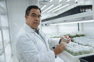 La nueva variedad fue desarrollada en el Laboratorio de Biotecnología de Plantas del Centro de Investigaciones Agronómicas de la UCR, bajo el liderazgo del Dr. Arturo Brenes Angulo 